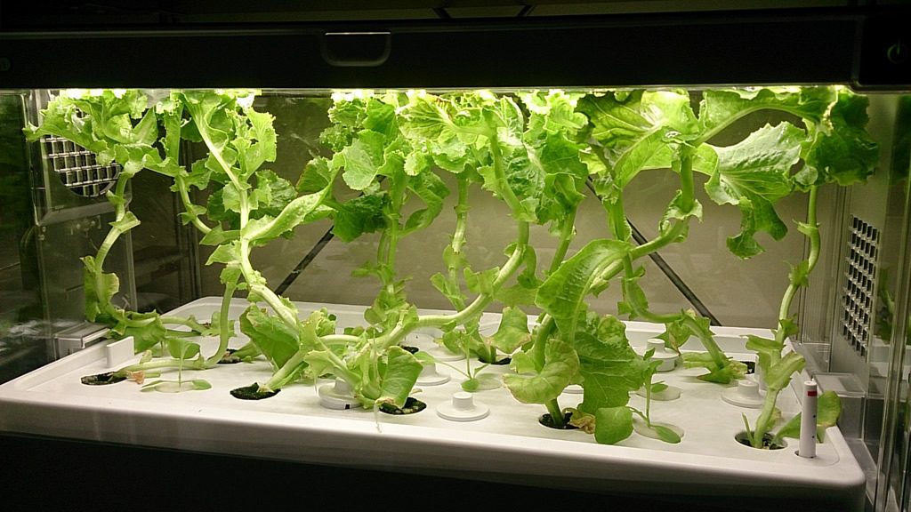 GreenFarmで栽培を開始してから39日後のレタス