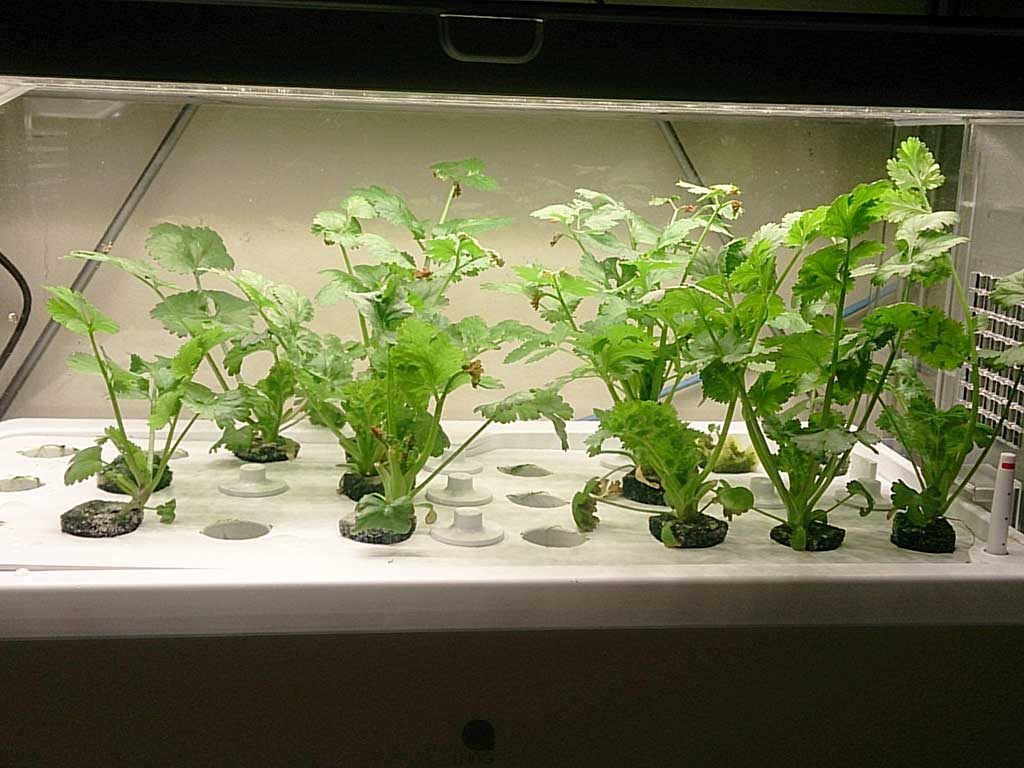 GreenFarmで育てたパクチー